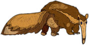 brown anteater