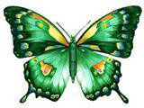 yellow and green butterfly