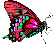 red and green butterfly