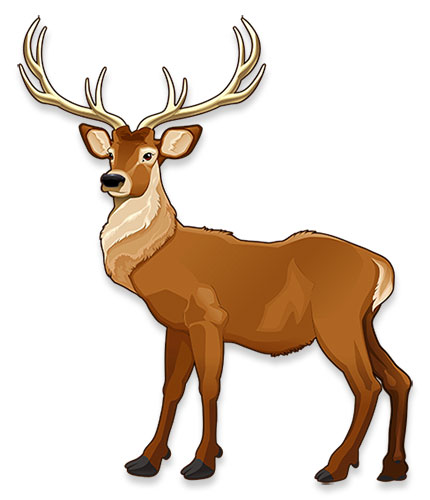 reindeer buck