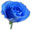 Animated Blue Flower