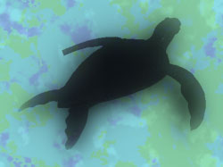 sea turtle background