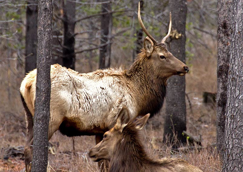 elk in forest