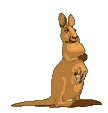 animated kangaroo