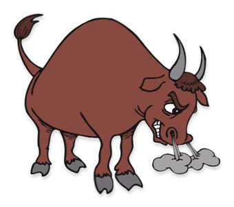 bull