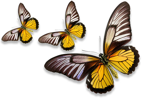 flying butterflies