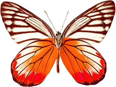 butterfly with orange and red coloring