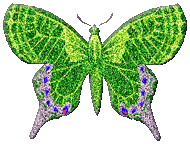 butterfly graphic green purple