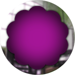 purple glass button with chrome frame