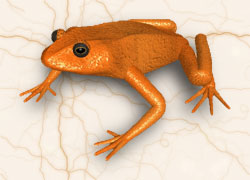 orange frog background