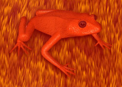 red frog background