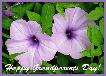 flowers happy grandparents day
