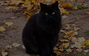 black cat