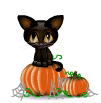 pumpkins black cat