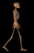 skeleton walking left to right on black