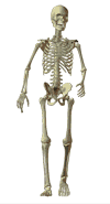 skeleton walking at you on white animated