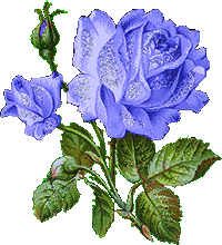 blue rose animation