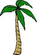palm tree with large fronds