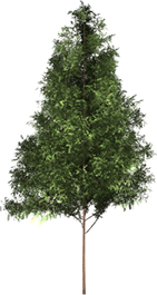Animated Tree Clipart - Free Tree Clipart