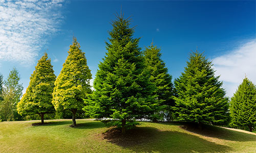 trees
