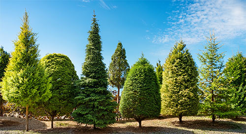 many trees