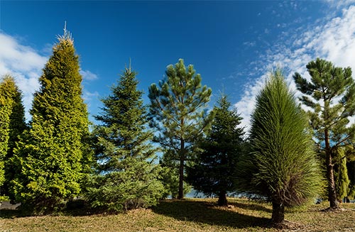 trees
