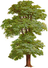 image of large tree