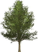 Free Tree Clipart - Tree Graphics