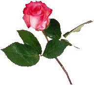 single valentine rose